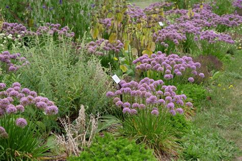 Koláž: Rôzne druhy menej tradičných cibuľovín - okrasné cesnaky, korunovky, modrice.