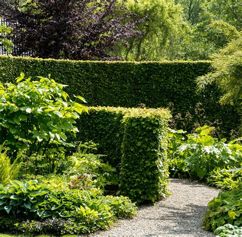 Hrab obyčajný vysadený ako hustý a tvarovaný živý plot