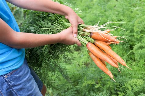Prehľad neskorých odrôd mrkvy