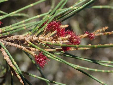 Tematické foto Casuarina cunninghamiana v prirodzenom prostredí