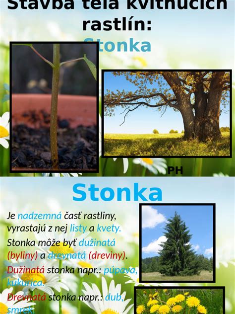 Infolgrafika zobrazujúca vzťah včiel a kvitnúcich rastlín v priebehu roka