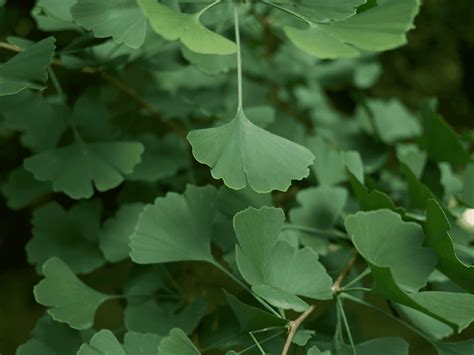 Detail vejárovitých listov Ginkgo biloba, ktoré sa na jeseň sfarbujú do žiarivo zlatistej farby.