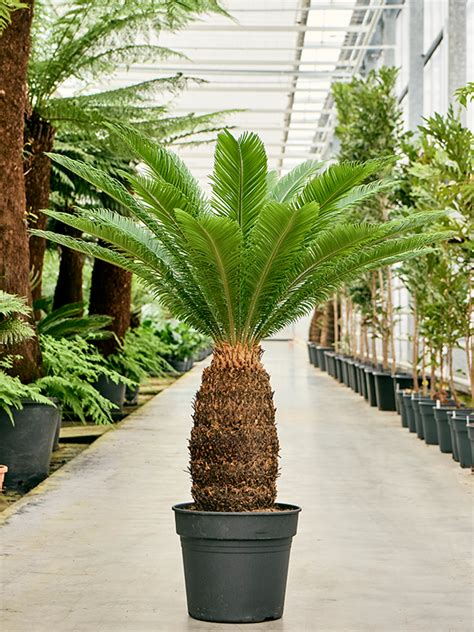 Detailný záber na typický kmeň a korunu listov cykasu japonského (Cycas revoluta)