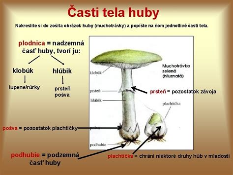 Infografika znázorňujúca základné časti huby (klobúk, lupene/rúry, hlúbik, podhubie)