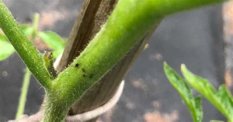 Detailný pohľad na vošky na listoch papriky.