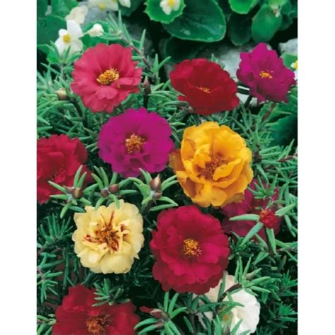 Portulaka veľkokvetá s farebnými kvetmi v plnom kvete