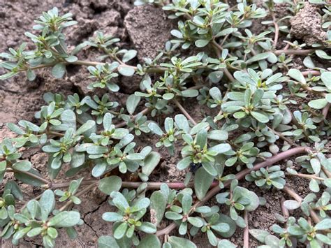 Portulaka zeleninová rastúca v záhrade so žltými kvetmi