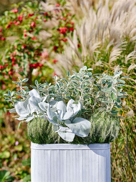 Zmiešaná výsadba portulaky v nádobách na balkóne