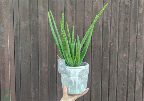 Tematická fotografia: Kvetináč s Aloe Vera v modernom interiéri, možno pri okne