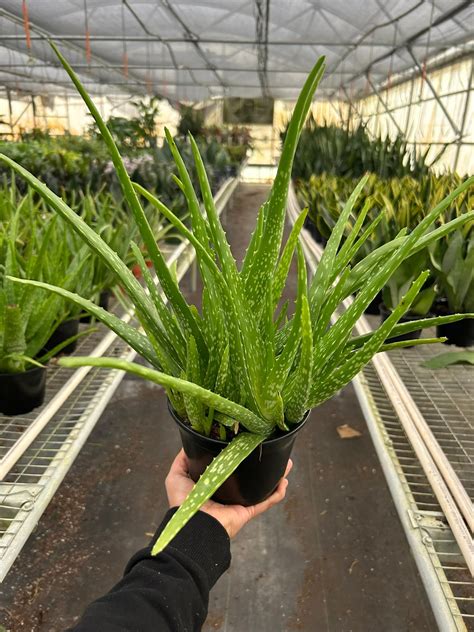 Tematická fotografia: Aloe Vera pestovaná na terase v dekoratívnom črepníku