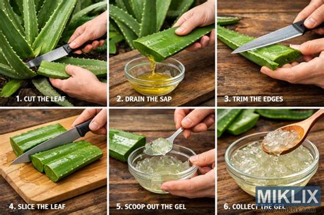Schéma/Fotografia: Postup rozmnožovania Aloe Vera z dcérskeho výhonku
