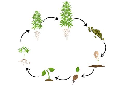 Ilustrácia klíčenia semienok konope v rôznych médiách.
