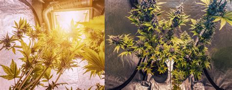 Ilustrácia rastliny konope na okennom parapete s prídavným osvetlením.