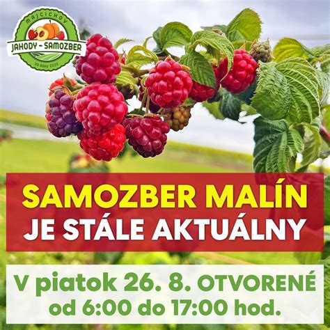 Infografika rozdielov medzi letnými a remontantnými odrodami malín