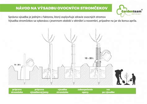 Schéma: Správna hĺbka výsadbovej jamy a umiestnenie stromu
