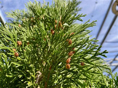 Schéma porovnania výšky a tvaru rôznych druhov tují (Thuja plicata vs. occidentalis vs. Smaragd)