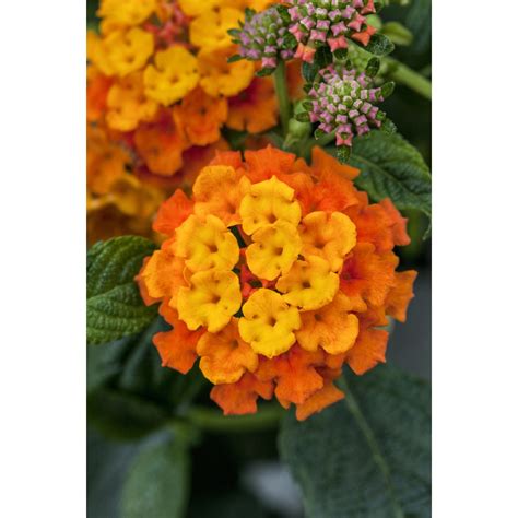 Rôzne druhy rastlín vhodných na svahy