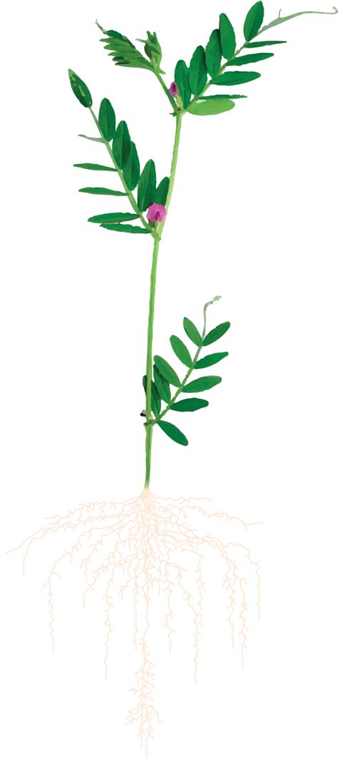 Ilustrácia poškodenia rastliny voškami