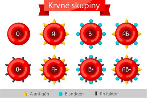 Schéma: Ukážka kompatibility kôstkovín a jadrovín pri štepení