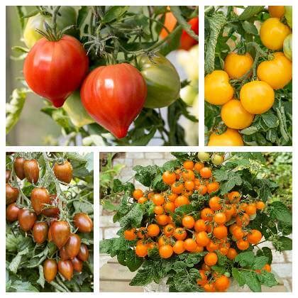 Ilustrácia rôznych druhov paradajok: cherry, kríčkové, tyčkové.