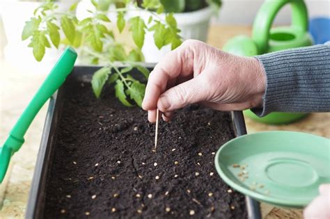 Ilustrácia výsevu semien paradajok do sadbovača.