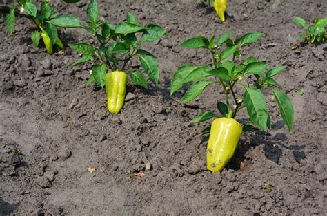 Zdravá paprika s bohatými plodmi v záhrade