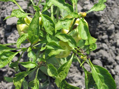 Infografika: Bežné choroby a škodcovia papriky s vizuálnymi príznakmi