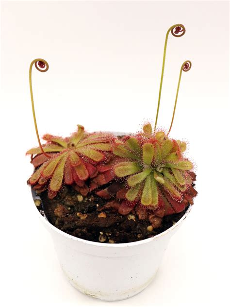 Detailná schéma prízemnej ružice rosičky Drosera aliciae s viditeľnými tentakulami (lepkavými žľazami)