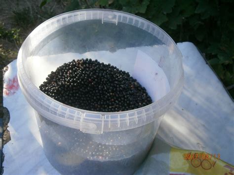 Fotografia zrelých bazových plodov