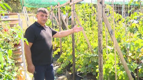 Galéria rôznych odrôd muškátového hrozna