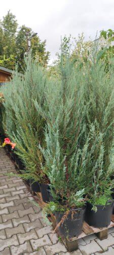 Ilustrácia borievky Blue Arrow v záhradnom dizajne