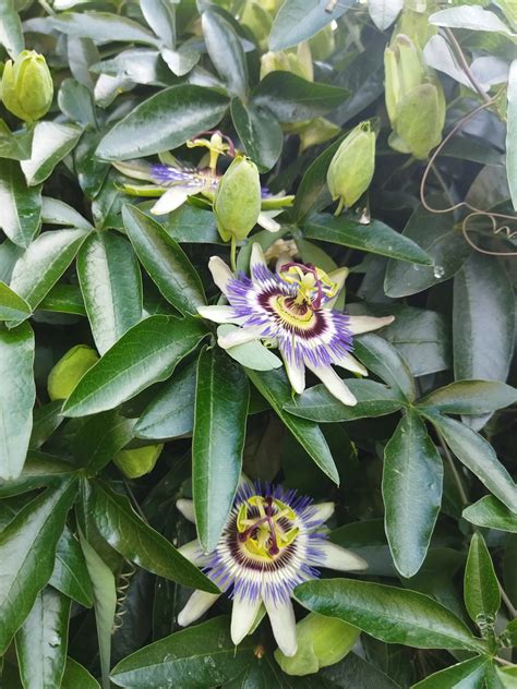 Nádherný, exotický kvet mučenky