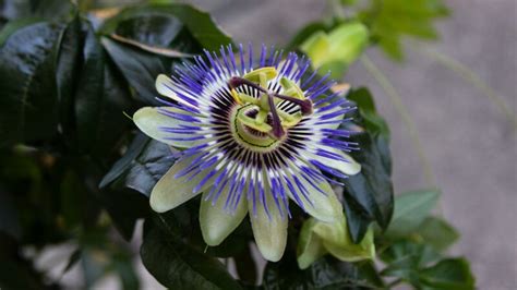 Mučenka na mriežke v záhrade