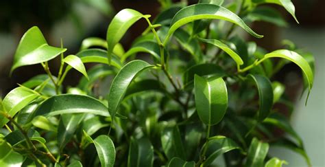 Fikus v interiéri s rozptýleným svetlom