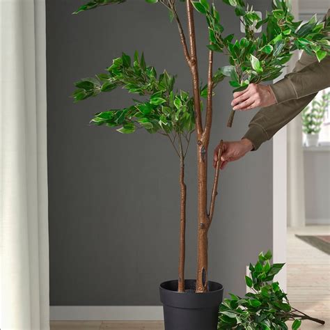 Fikus v kvetináči s dobrou drenážou