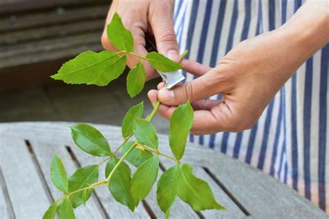 Vrcholový odrezok Fikusu pripravený na zakorenenie
