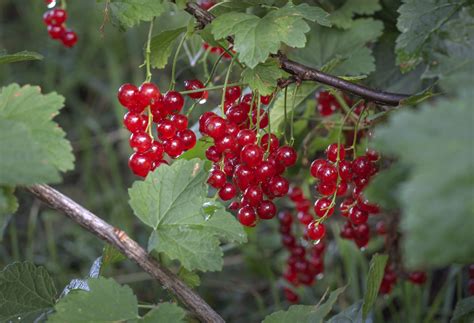 Ilustračná fotografia rôznych odrôd ríbezlí v záhrade