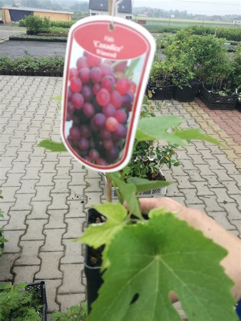 Kontajnerovaná sadenica viniča pripravená na výsadbu.