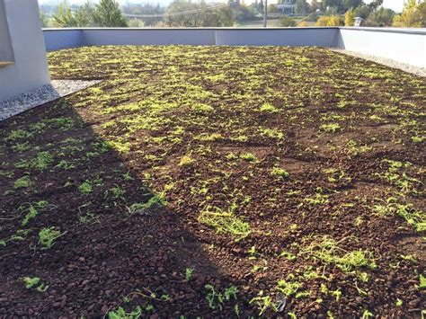 príklad vegetácie na extenzívnej zelenej streche (rozchodníky)