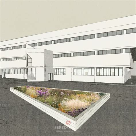 fotografia rozkvitnutého záhonu so zlatobyľou