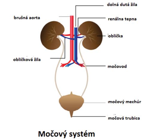 Infografika zobrazujúca účinky stavikrvu na močový systém