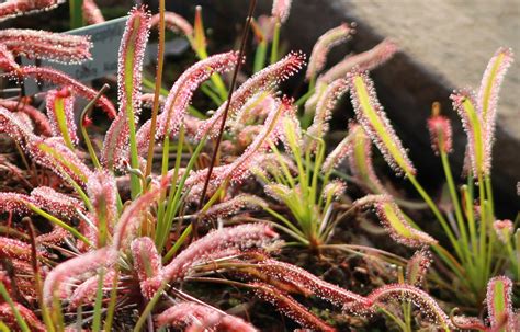 Fotografia zrelých rastlín Drosera capensis s vyvinutými pascami