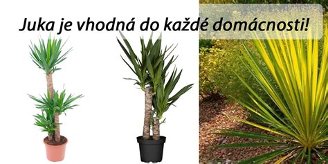 rozmanité druhy juky s rôznymi tvarmi listov a rastu