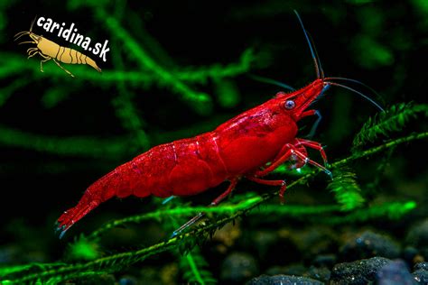 farebné krevetky Neocaridina v akváriu
