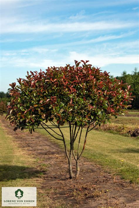 fotografia červienky (Photinia fraseri 'Red Robin') v záhrade s výraznými červenými výhonkami a zelenými listami
