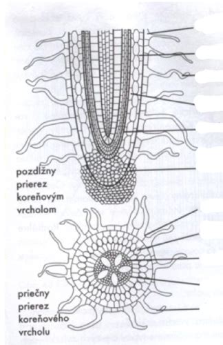 schéma anatomického spojenia vrúbľa a podpníka (kampium, kôra, drevo)