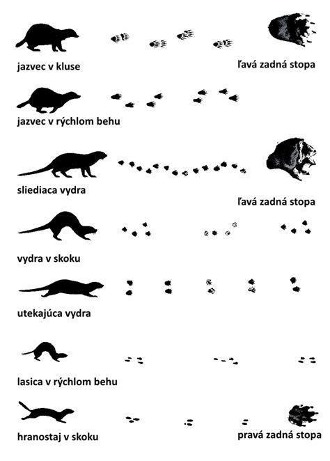 Infografika zobrazujúca rozdelenie vodnej stopy na modrú, zelenú a šedú zložku.