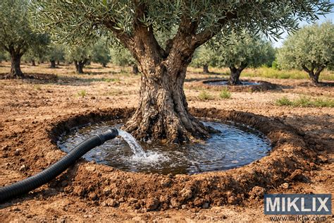 Schéma zobrazujúca rôzne metódy zavlažovania.