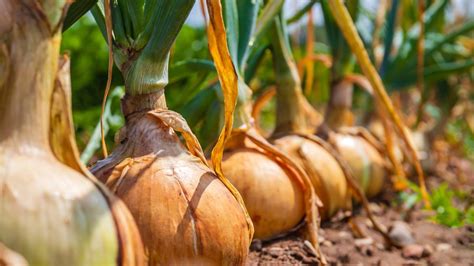 farebné odrody cibule