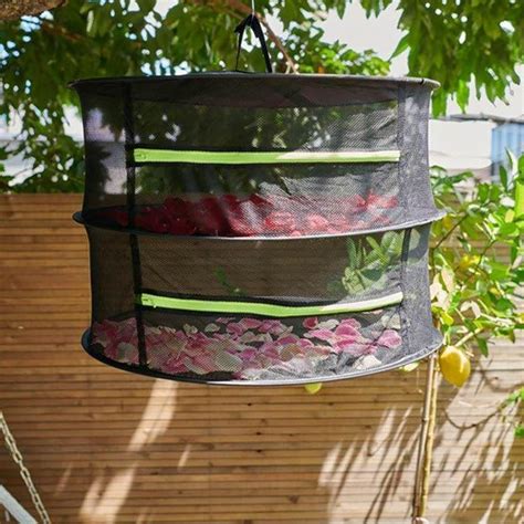 Ilustrácia správneho ukladania skorocelových listov na sušenie